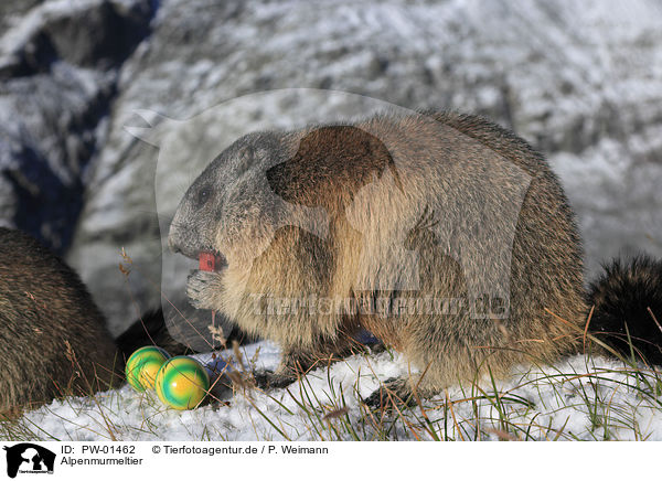Alpenmurmeltier / Alpine marmot / PW-01462