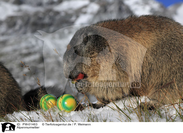 Alpenmurmeltier / Alpine marmot / PW-01463