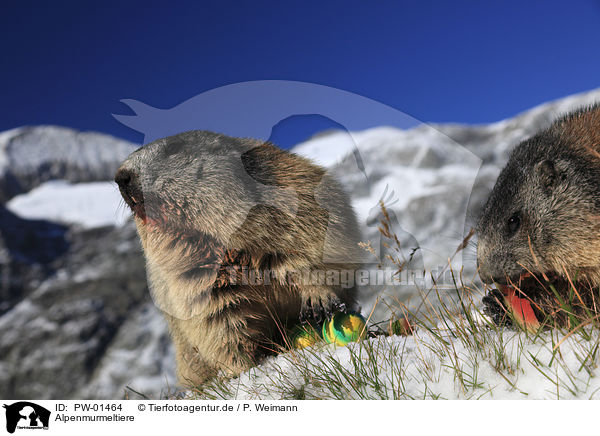 Alpenmurmeltiere / Alpine marmots / PW-01464