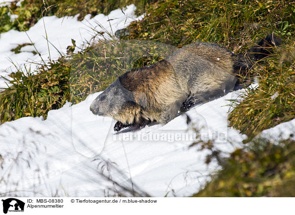 Alpenmurmeltier / Alpine marmot / MBS-08380