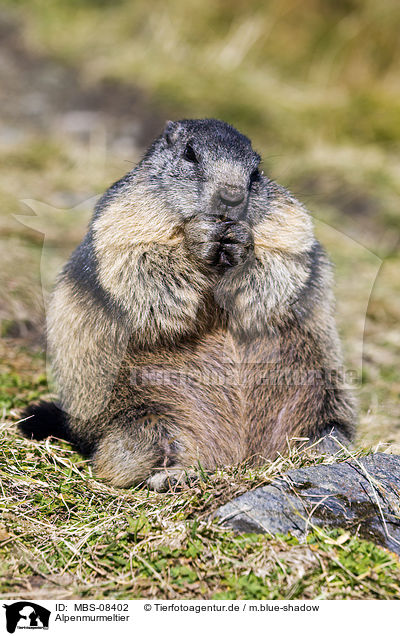 Alpenmurmeltier / Alpine marmot / MBS-08402