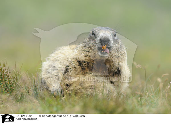 Alpenmurmeltier / Alpine marmot / DV-02619