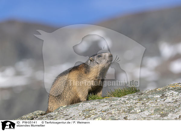 sitzendes Murmeltier / sitting Marmot / PW-05141