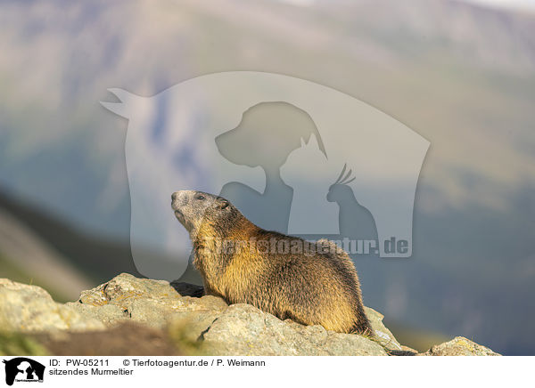 sitzendes Murmeltier / sitting Marmot / PW-05211