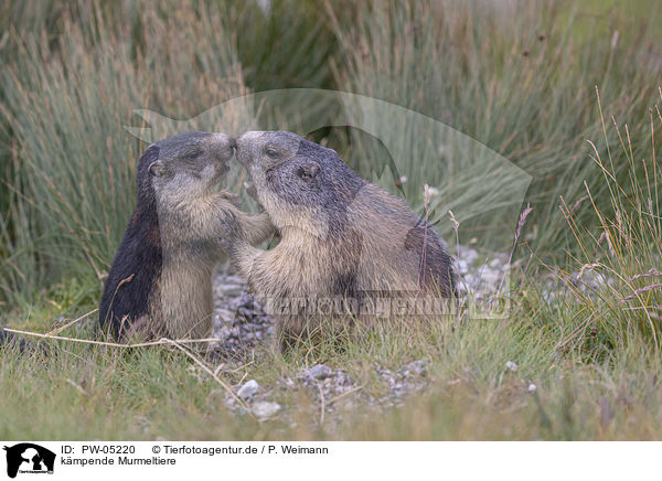 kmpende Murmeltiere / fighting Marmot / PW-05220