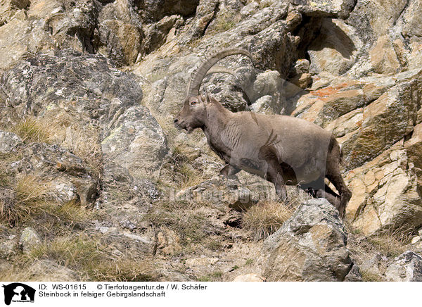 Steinbock in felsiger Gebirgslandschaft / ibex / WS-01615