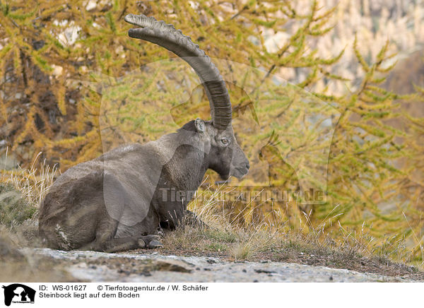 Steinbock liegt auf dem Boden / ibex / WS-01627