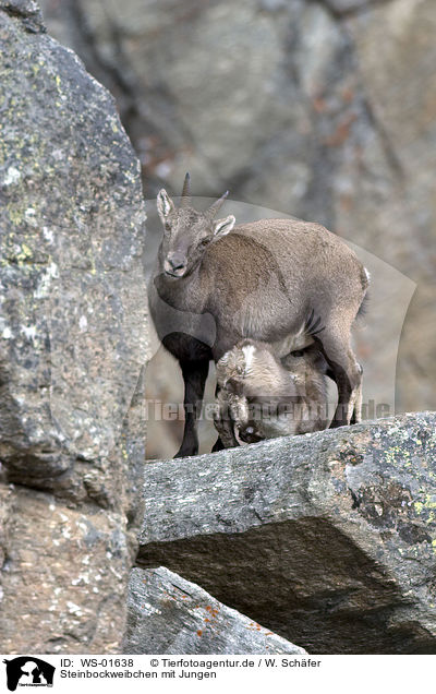 Steinbockweibchen mit Jungen / ibex / WS-01638