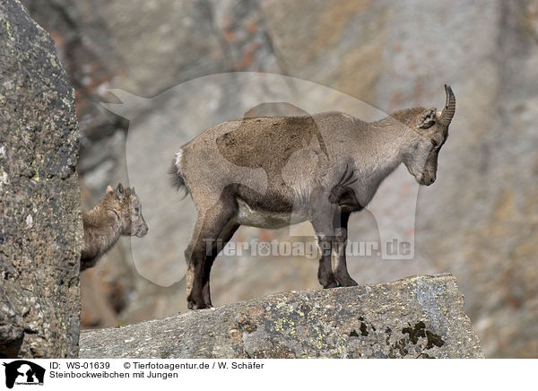 Steinbockweibchen mit Jungen / ibex / WS-01639