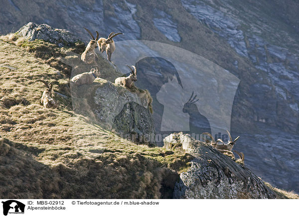 Alpensteinbcke / Alpine ibexes / MBS-02912