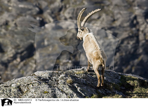 Alpensteinbock / Alpine ibex / MBS-02913