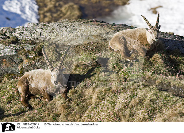 Alpensteinbcke / Alpine ibexes / MBS-02914