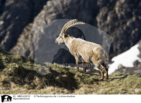 Alpensteinbock / Alpine ibex / MBS-02915