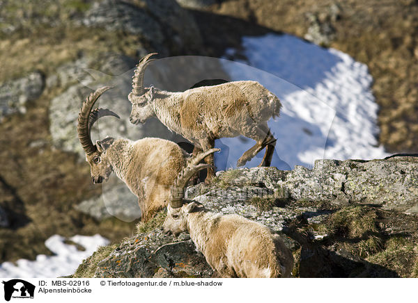 Alpensteinbcke / Alpine ibexes / MBS-02916