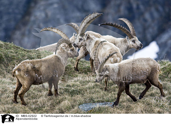 Alpensteinbcke / Alpine ibexes / MBS-02922
