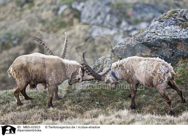 Alpensteinbcke / Alpine ibexes / MBS-02923