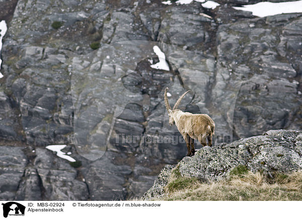 Alpensteinbock / Alpine ibex / MBS-02924
