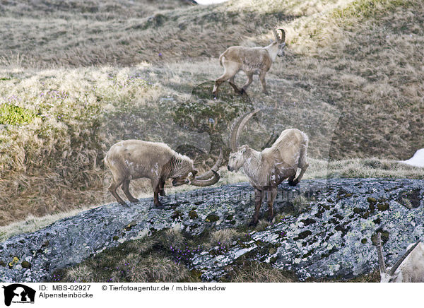 Alpensteinbcke / Alpine ibexes / MBS-02927