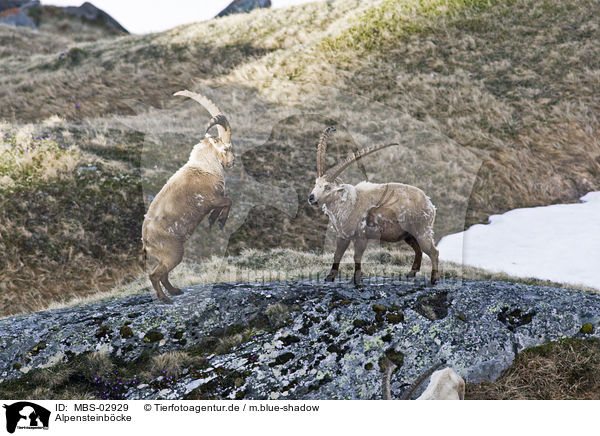 Alpensteinbcke / Alpine ibexes / MBS-02929