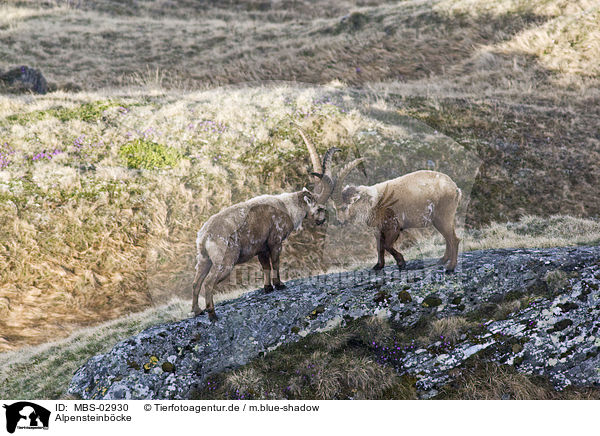 Alpensteinbcke / Alpine ibexes / MBS-02930