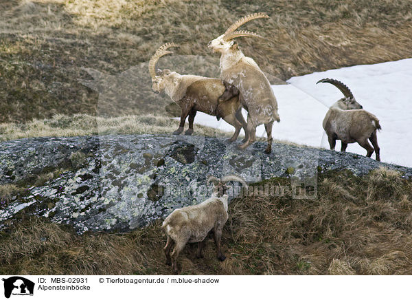Alpensteinbcke / Alpine ibexes / MBS-02931