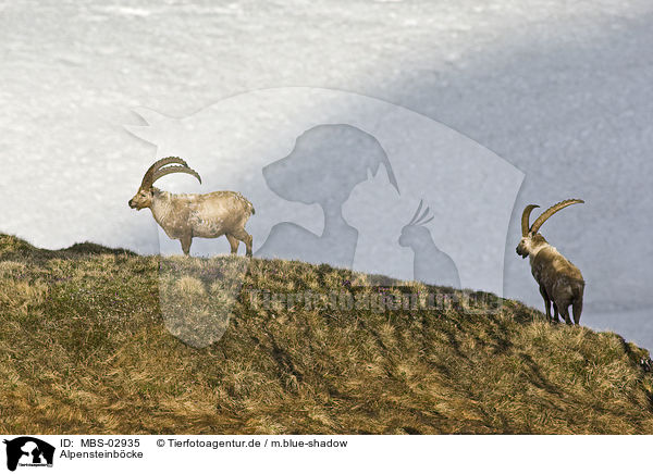 Alpensteinbcke / Alpine ibexes / MBS-02935