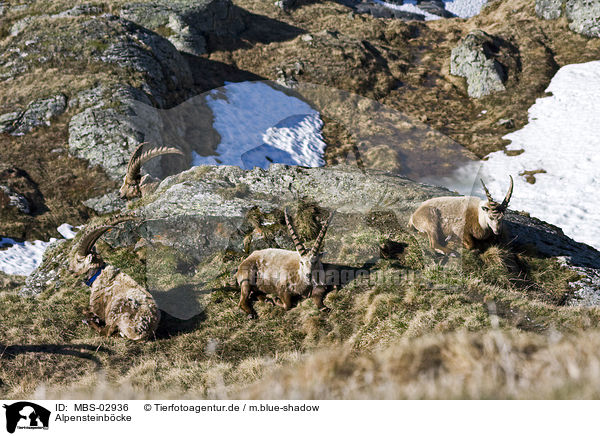 Alpensteinbcke / Alpine ibexes / MBS-02936