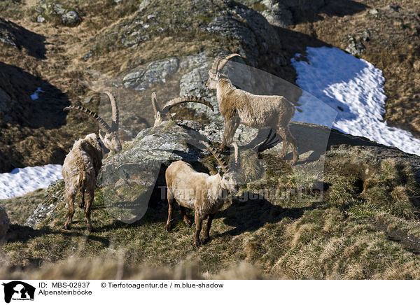 Alpensteinbcke / Alpine ibexes / MBS-02937