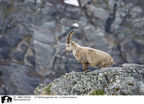 Alpensteinbock / Alpine ibex / MBS-02940