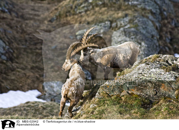 Alpensteinbcke / Alpine ibexes / MBS-02942