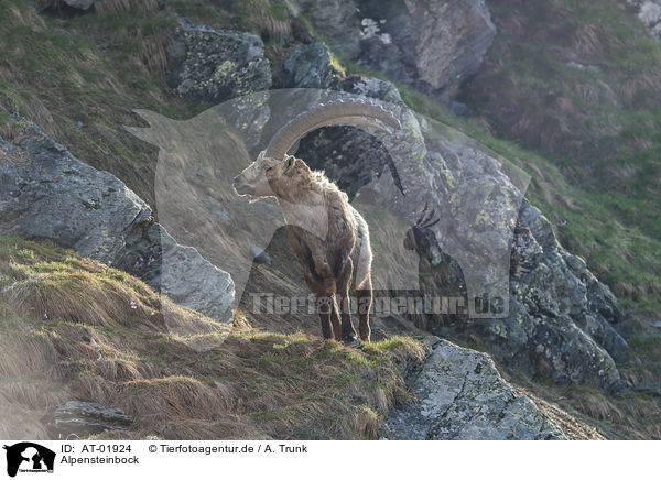 Alpensteinbock / Alpine ibex / AT-01924