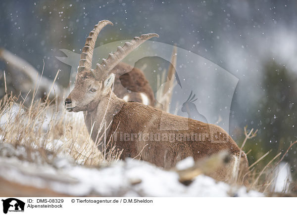 Alpensteinbock / Alpine ibex / DMS-08329