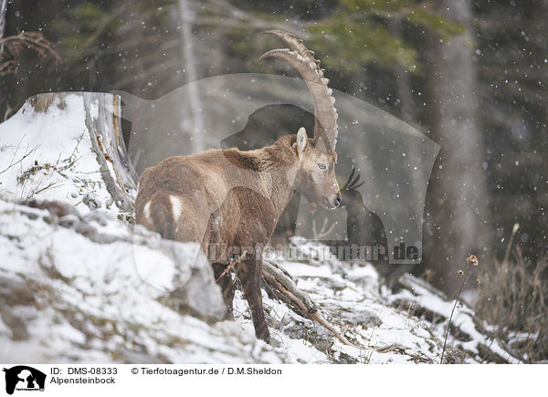 Alpensteinbock / DMS-08333