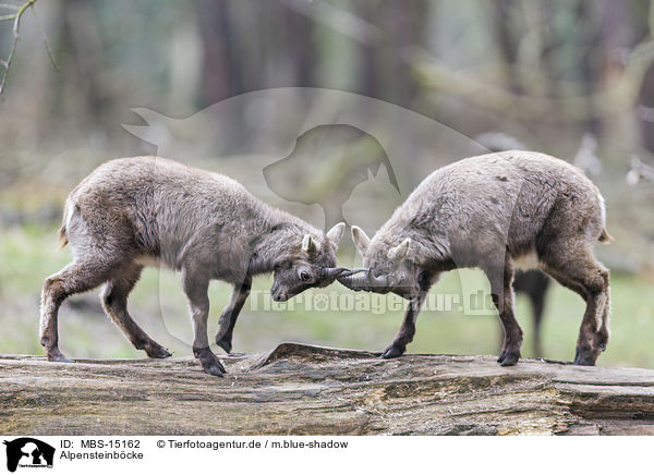 Alpensteinbcke / Alpine ibexes / MBS-15162