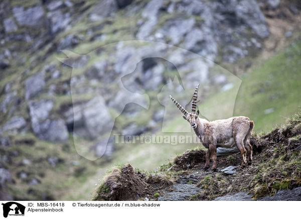 Alpensteinbock / Alpine ibex / MBS-16418