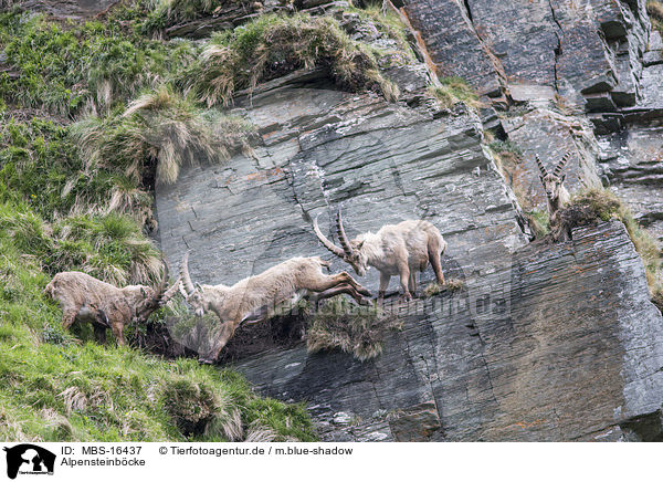 Alpensteinbcke / Alpine ibexes / MBS-16437