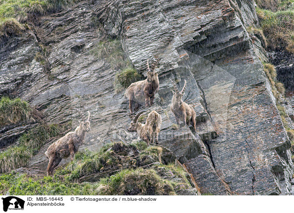 Alpensteinbcke / Alpine ibexes / MBS-16445