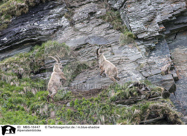 Alpensteinbcke / Alpine ibexes / MBS-16447