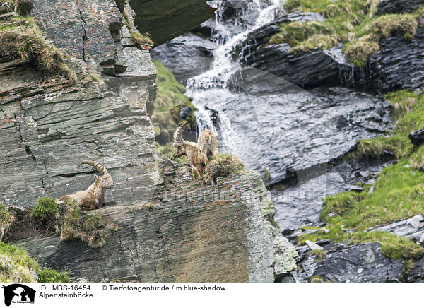 Alpensteinbcke / Alpine ibexes / MBS-16454