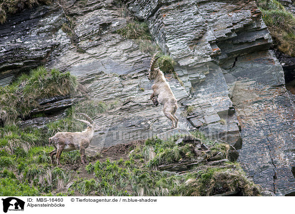 Alpensteinbcke / Alpine ibexes / MBS-16460