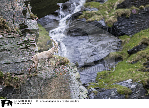 Alpensteinbock / Alpine ibex / MBS-16468