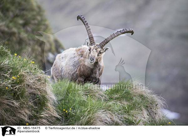 Alpensteinbock / Alpine ibex / MBS-16475