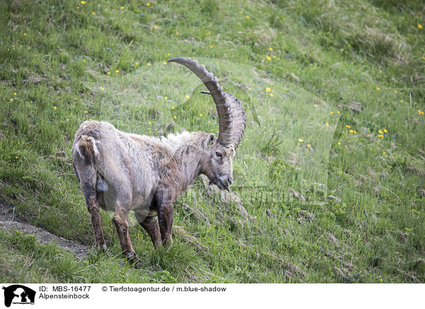 Alpensteinbock / Alpine ibex / MBS-16477