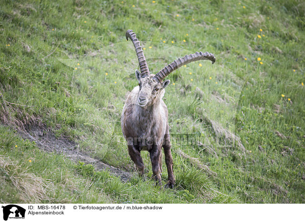 Alpensteinbock / Alpine ibex / MBS-16478