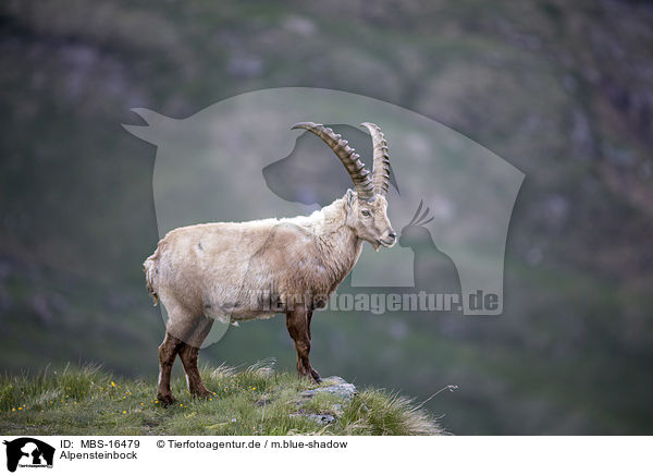 Alpensteinbock / Alpine ibex / MBS-16479