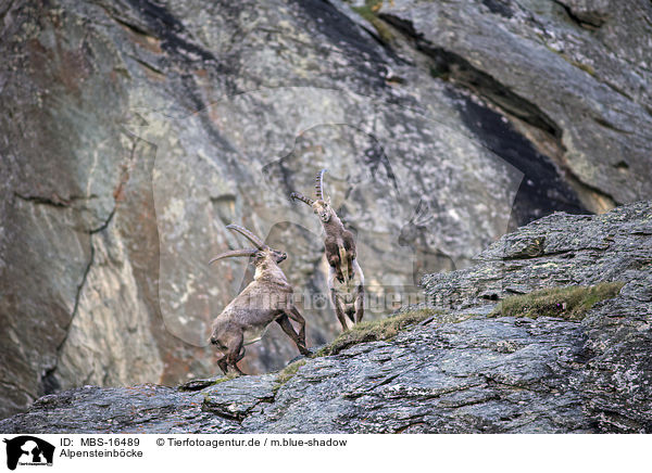 Alpensteinbcke / Alpine ibexes / MBS-16489