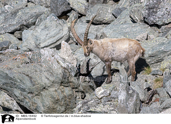 Alpensteinbock / Alpine ibex / MBS-16492