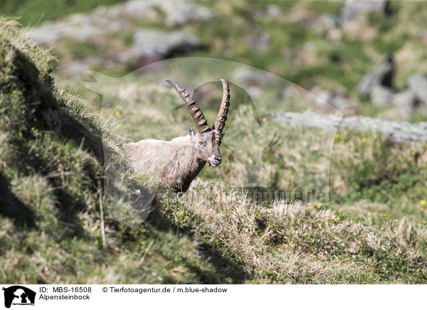 Alpensteinbock / Alpine ibex / MBS-16508