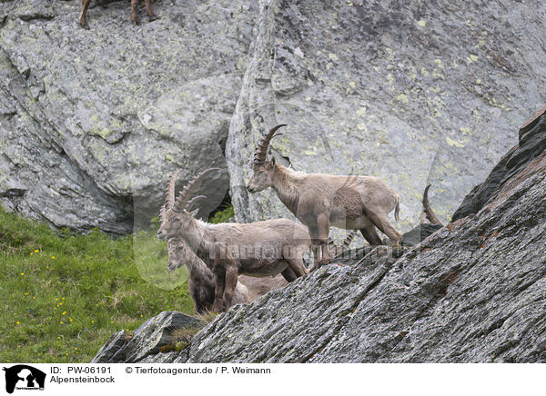 Alpensteinbock / PW-06191