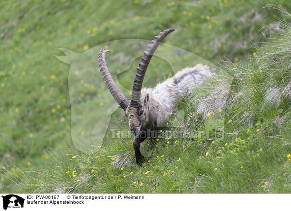 laufender Alpensteinbock / PW-06197